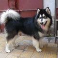 阿拉斯加犬哈士奇,探寻两种雪地猎犬的传奇魅力