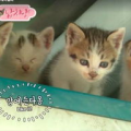 娱乐吃瓜酱猫妈妈视频下载,揭秘萌宠日常