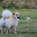 俊介犬